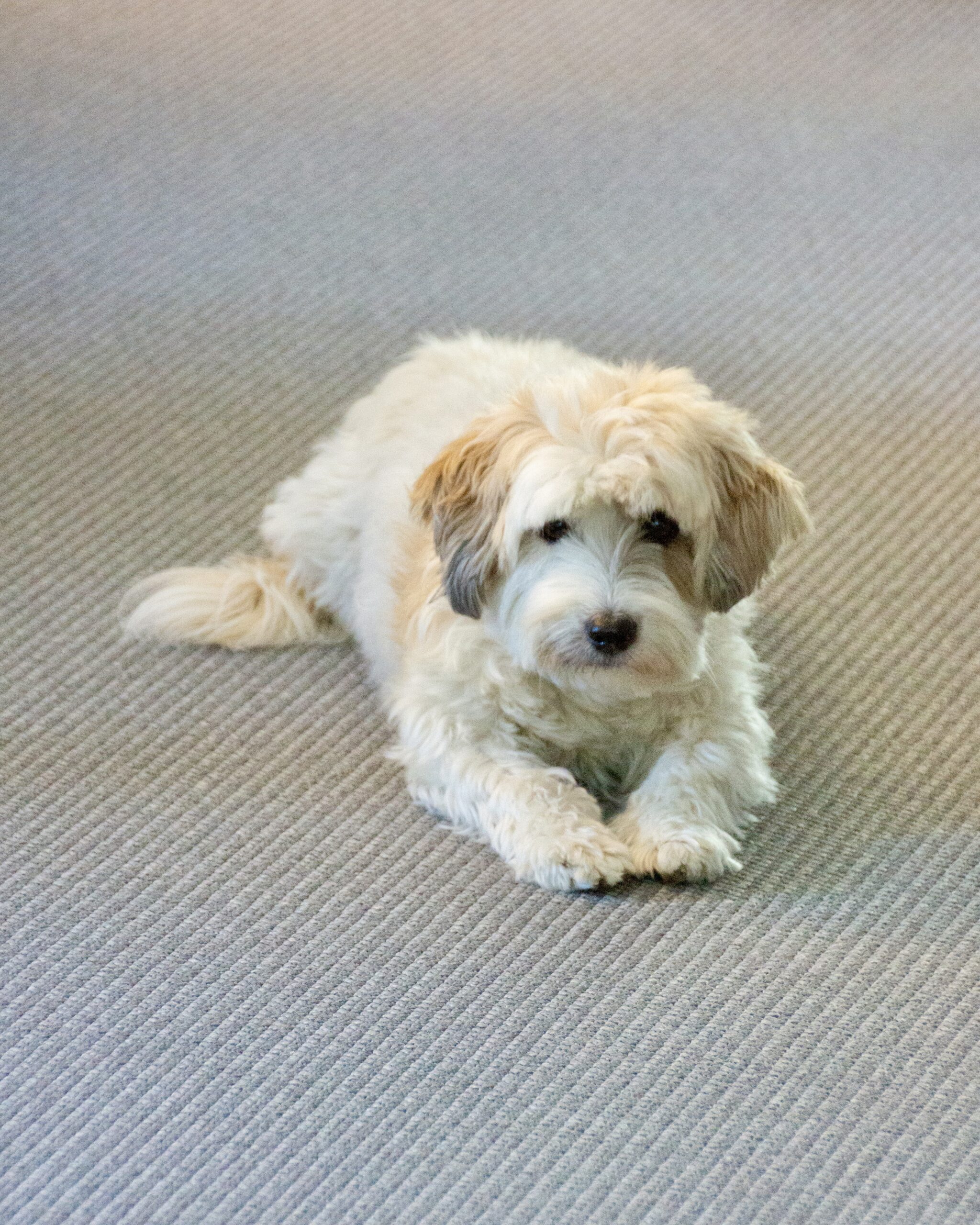 Fritzi